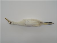 藏品(黃頭鷺)的圖片